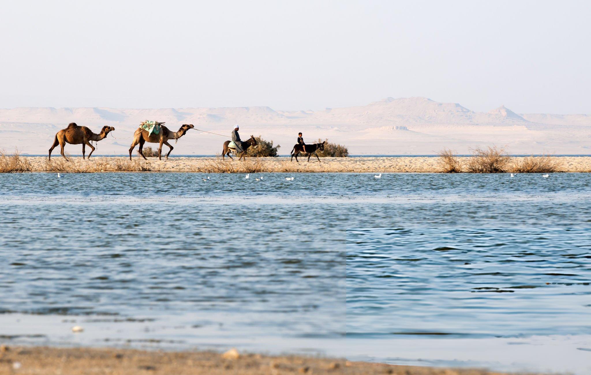 Overnight Camping Trip to El-Fayoum Oasis from Cairo